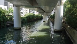 現在の東横堀川の様子